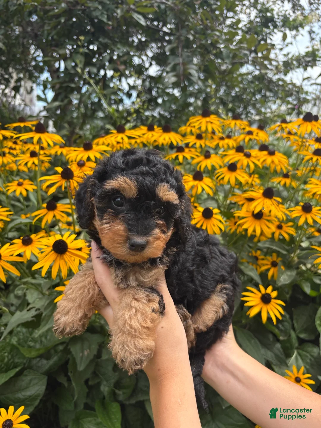 Mini Aussiedoodle dogs for sale: Kiki - Ad 2