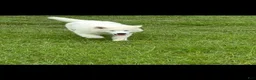 Siberian Husky dogs for sale: Milo  - Ad 15