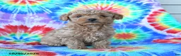 Mini Goldendoodle dogs for sale: Charlie - Ad 5