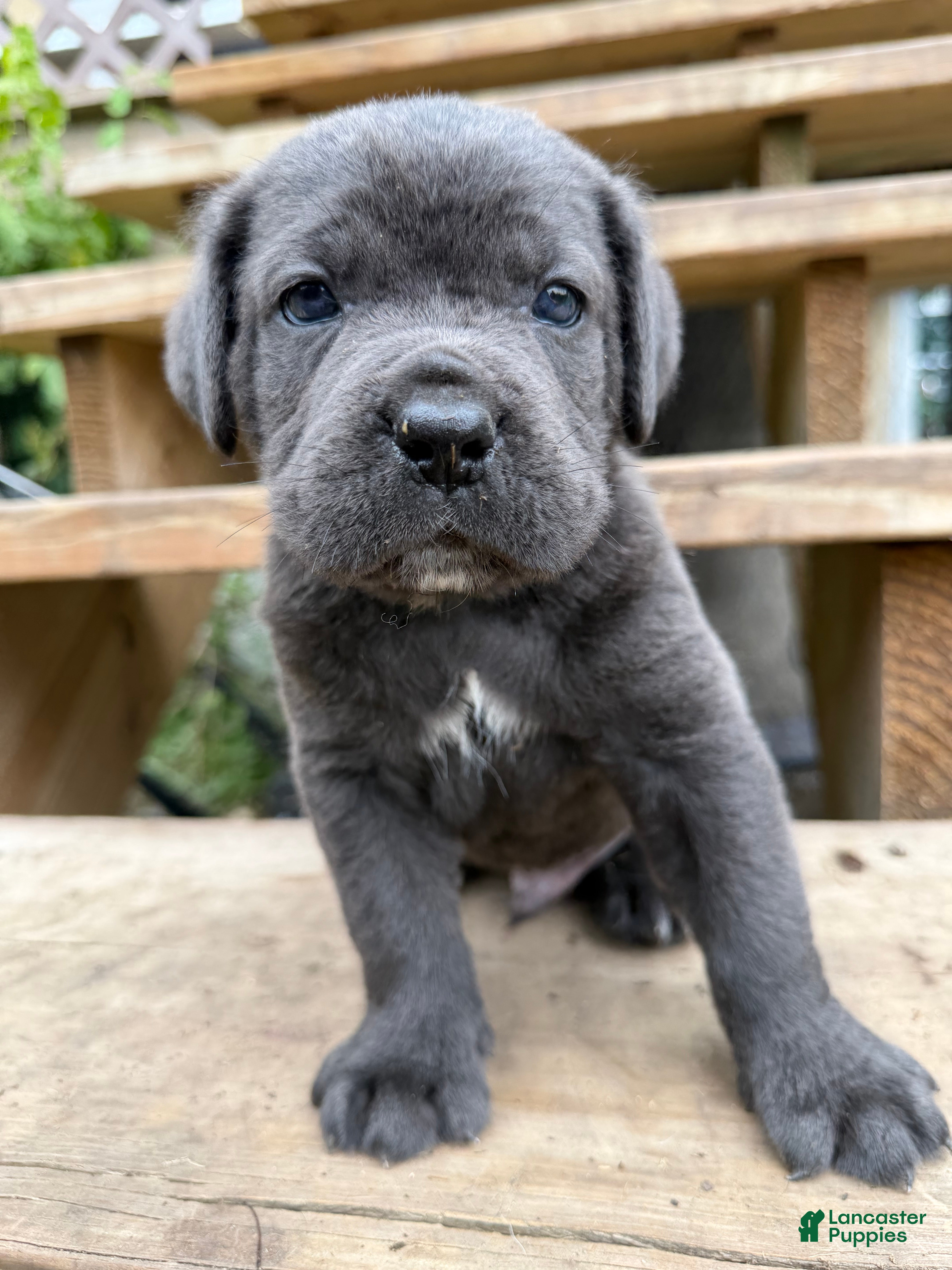 Cane Corso dogs Boy 2 - Ad 1