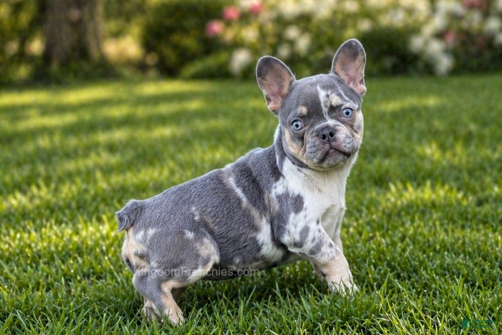 French Bulldog dogs for sale: Poppy - Ad 1