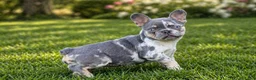 French Bulldog dogs for sale: Poppy - Ad 1