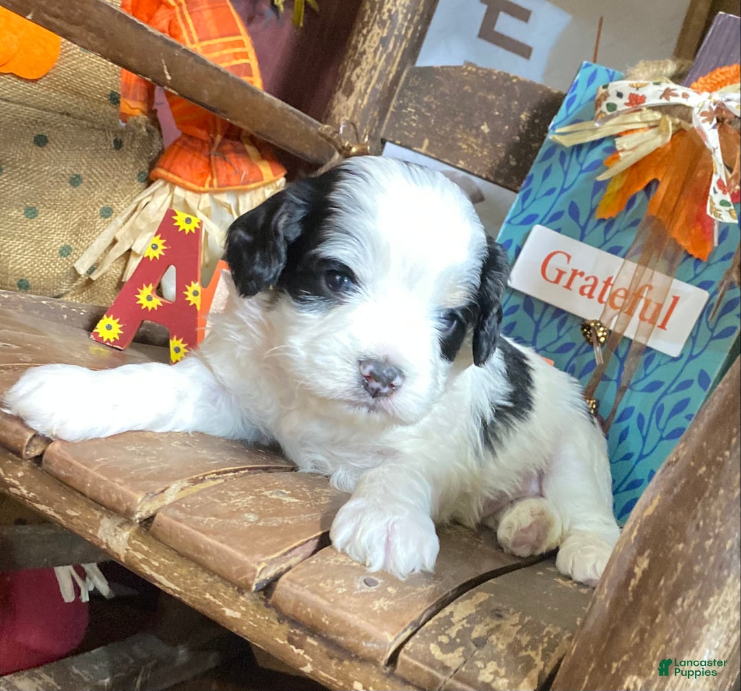 Cavapoo dogs for sale: Cavapoo Puppy 1 - Ad 11