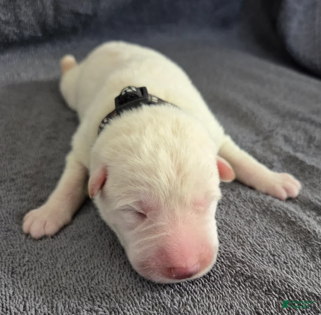 German Shepherd dogs for sale: German Shepherd Puppy 2 - Ad 1