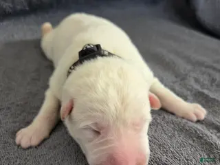 German Shepherd dogs German Shepherd Puppy 2 - Ad 27