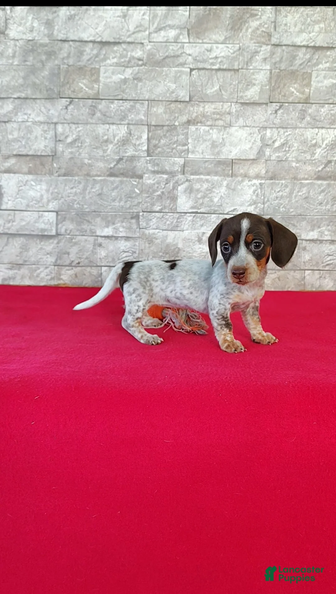 Miniature Dachshund dogs for sale: Lucy - Ad 7