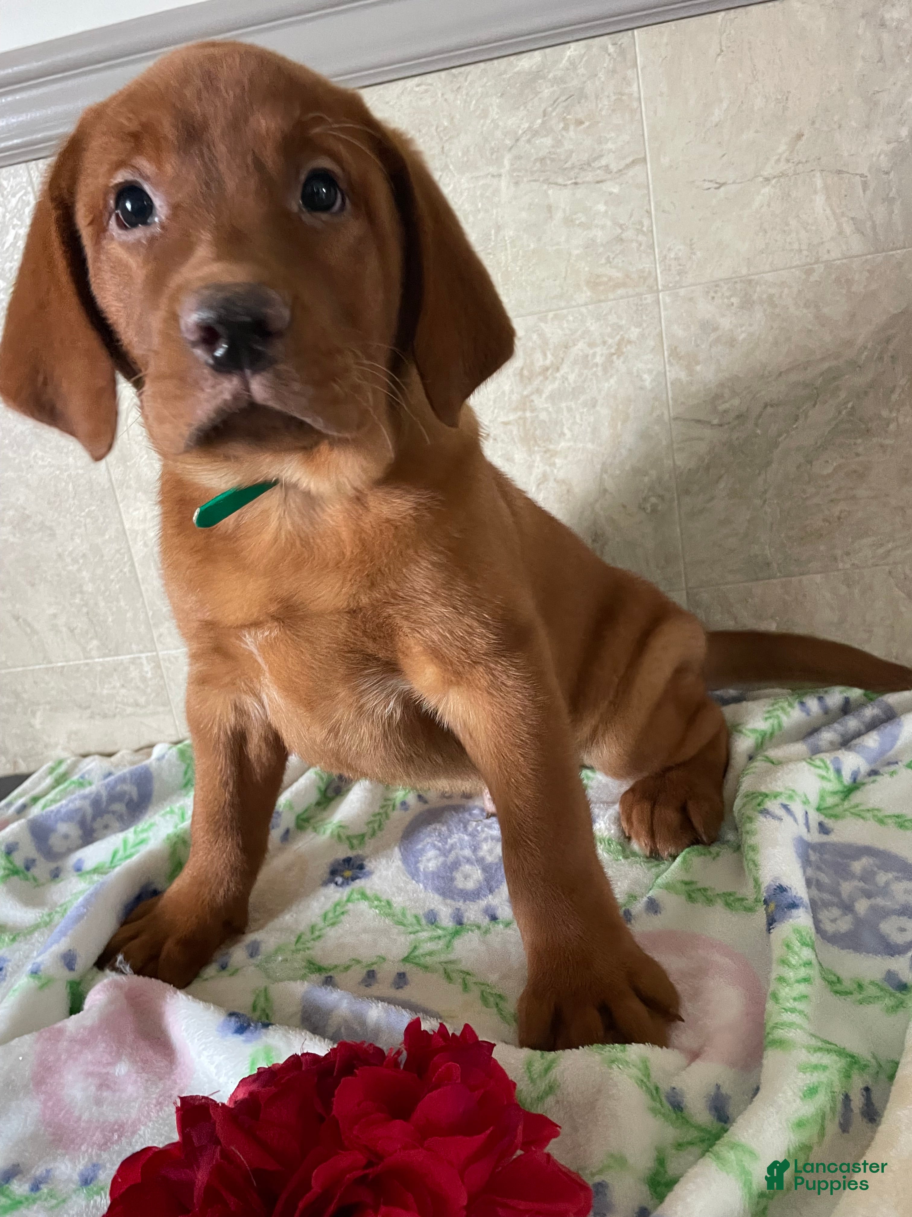 Labrador Retriever dogs Beckham - Ad 22