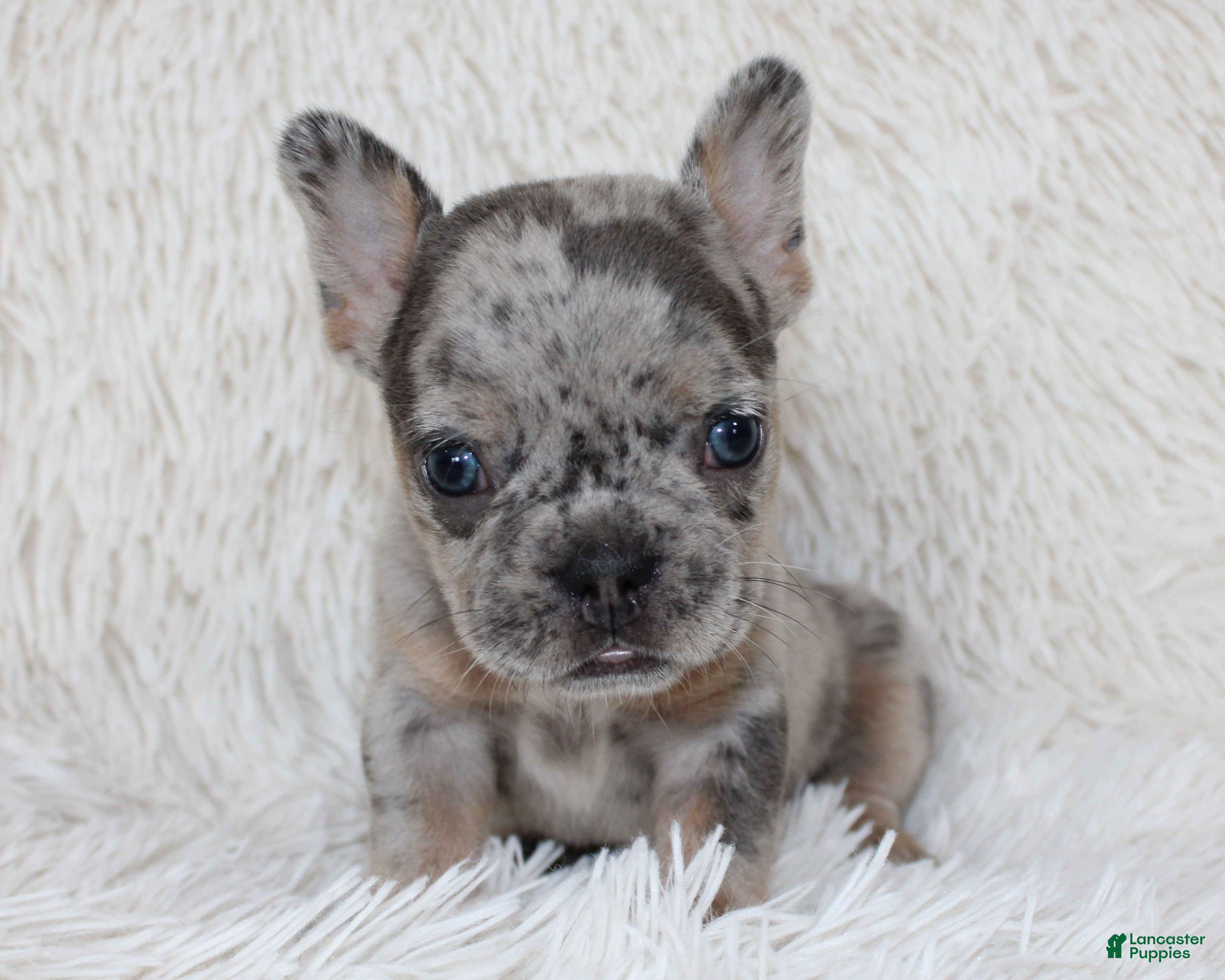 French Bulldog dogs Jilli - Ad 2