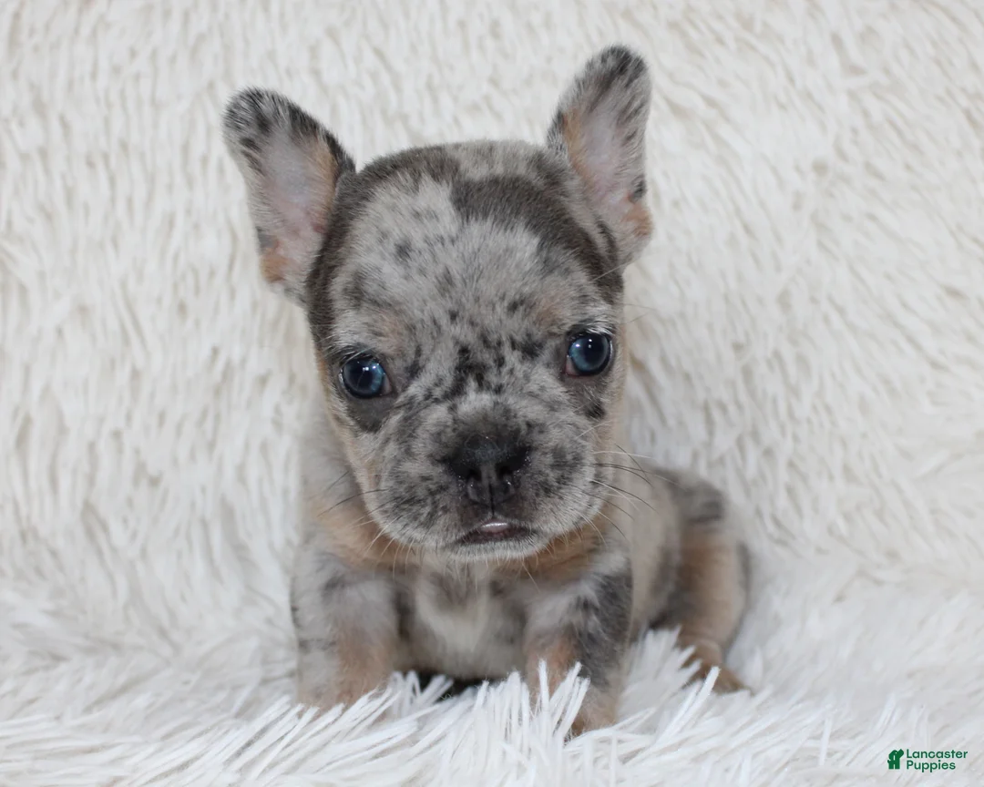 French Bulldog dogs for sale: Jilli - Ad 2