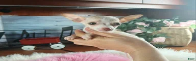 Micro Teacup white female. Hand Delivery 