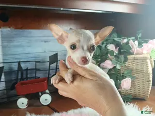 Chihuahua dogs Micro Teacup white female. Hand Delivery - Ad 38