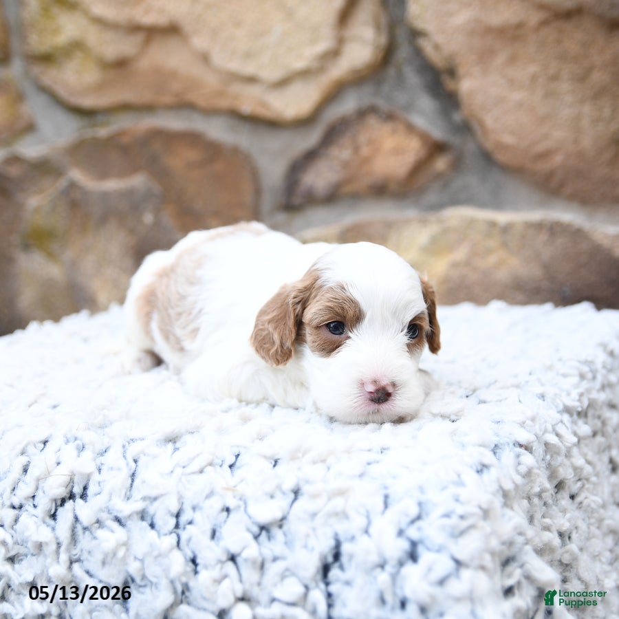 Cavapoo dogs Fancy - Ad 2