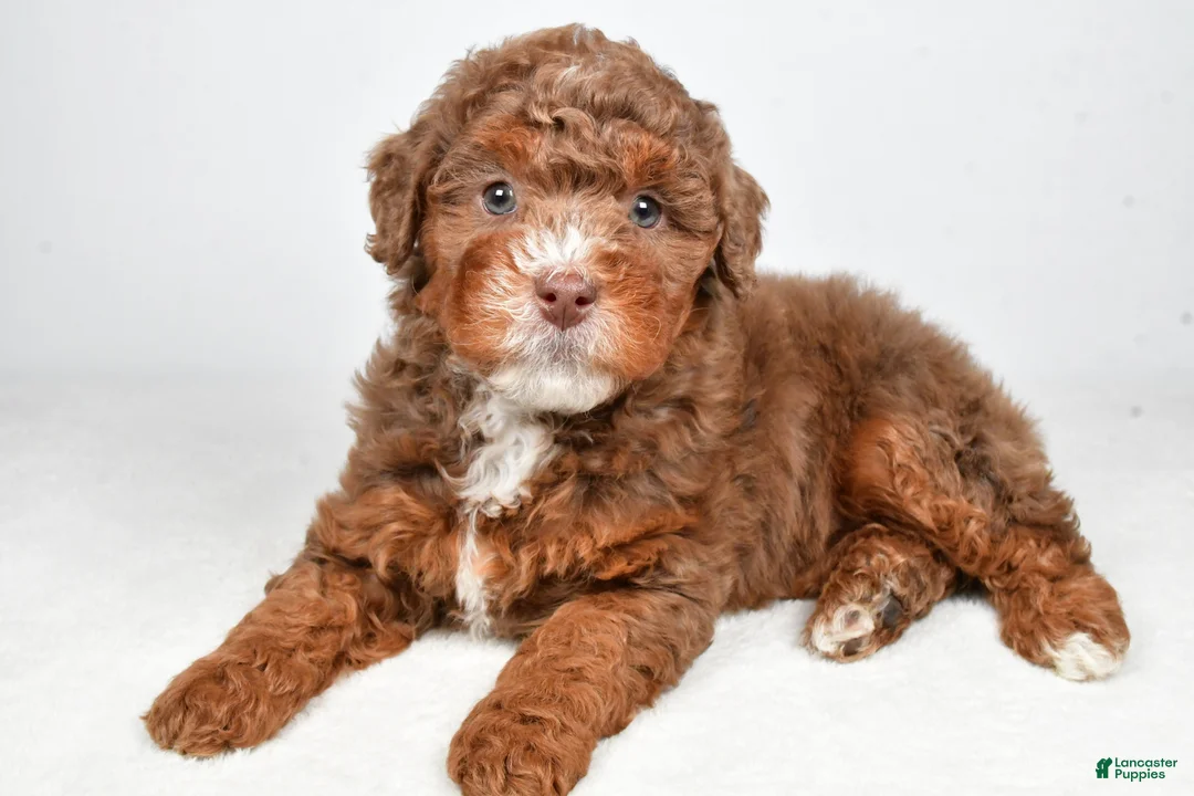 Bernedoodle dogs for sale: Pearl - Ad 1