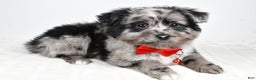 Mini Aussiedoodle dogs for sale: Blace - Ad 10