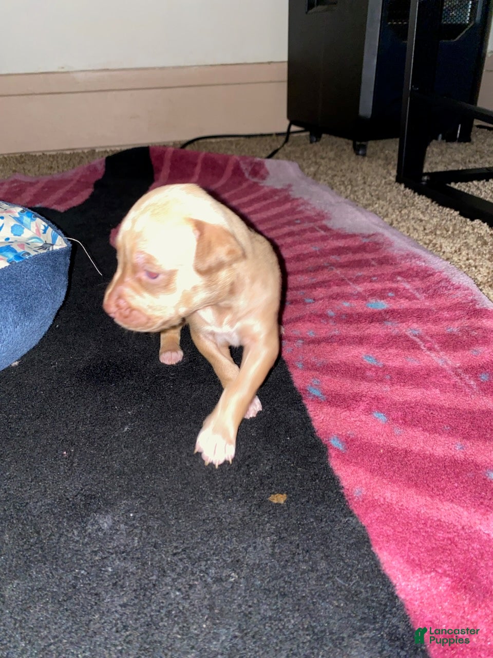 Mixed Breed dogs for sale: Girl 3 - Ad 1
