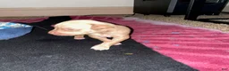 Mixed Breed dogs for sale: Girl 3 - Ad 1