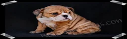 English Bulldog dogs for sale: Brown Sugar - Ad 8