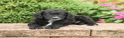 Miniature Poodle dogs for sale: Smokey - Ad 2