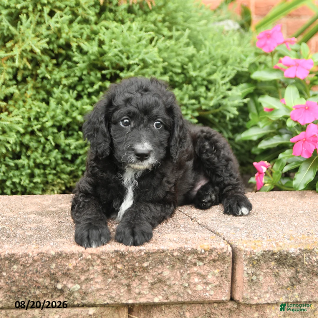 Miniature Poodle dogs for sale: Smokey - Ad 2