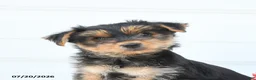 Morkie dogs for sale: Leo - Ad 5