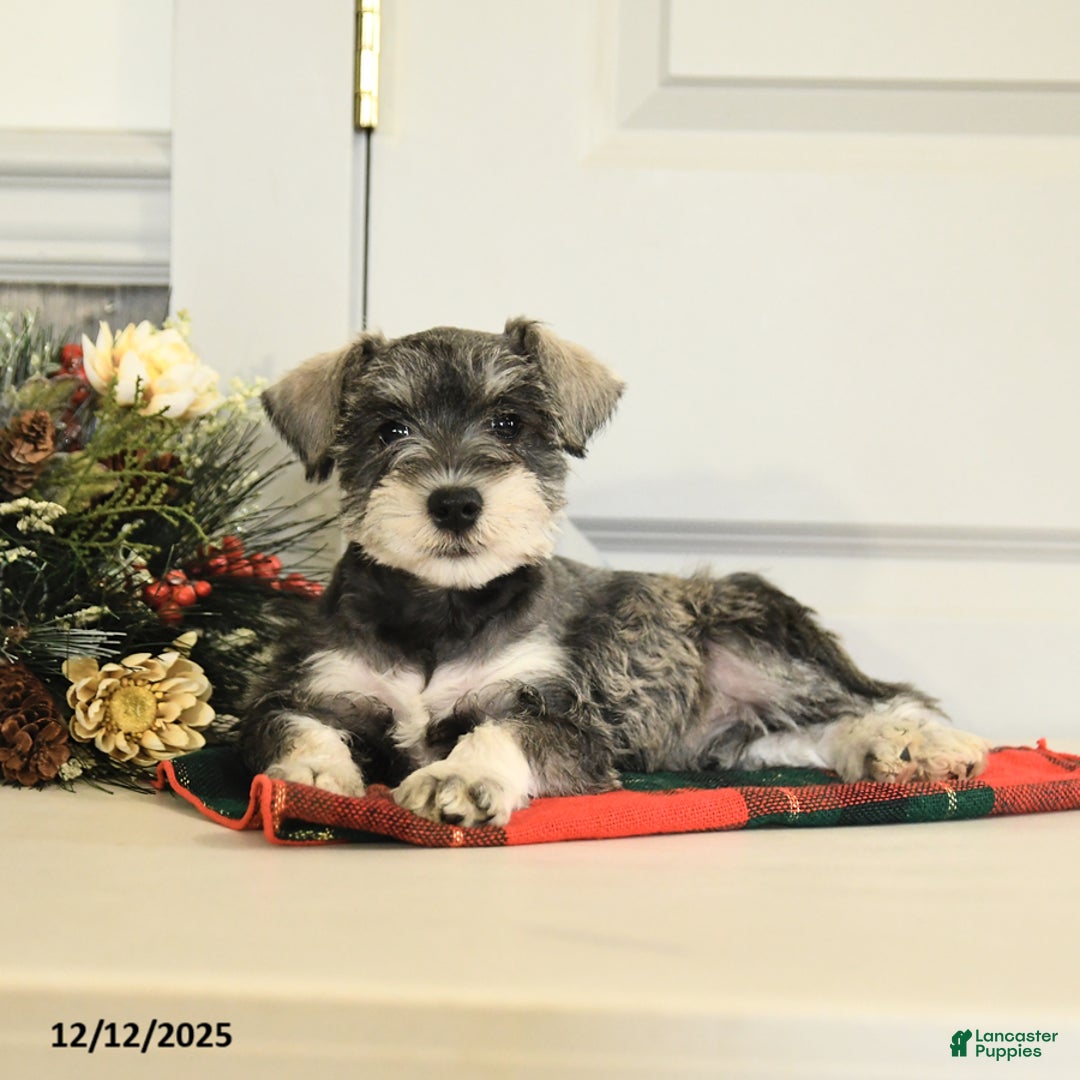 Miniature Schnauzer dogs for sale: Jingle  - Ad 4