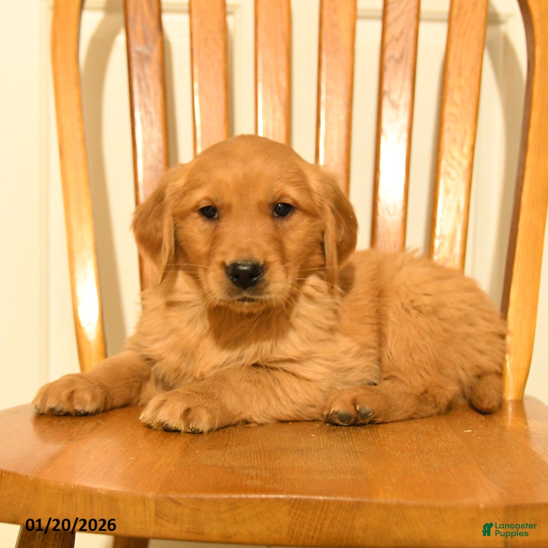 Golden Retriever dogs for sale: Bear - Ad 3