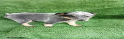 Australian Cattle Dog dogs for sale: Jerry - Ad 2