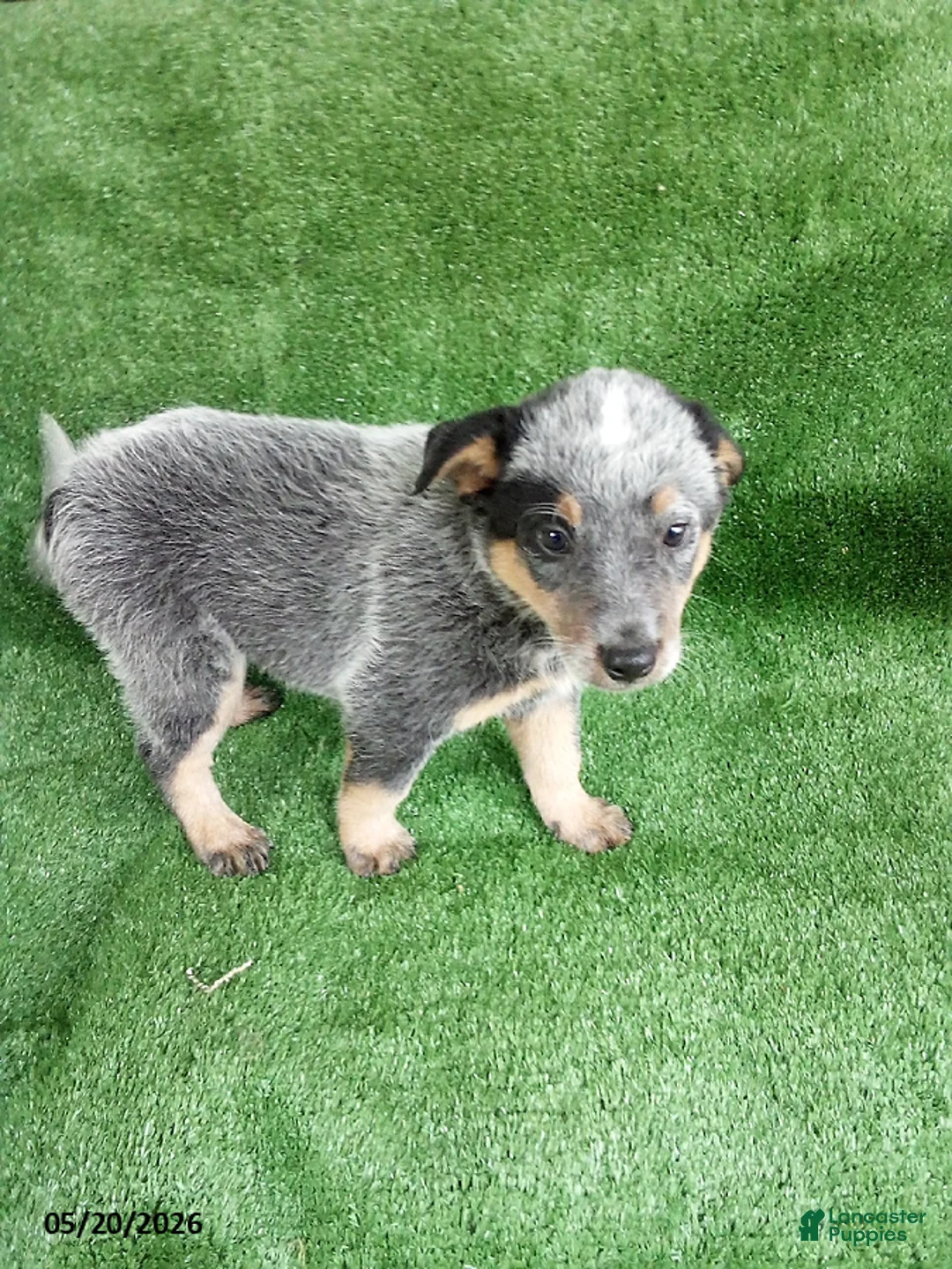 Australian Cattle Dog dogs for sale: Jerry - Ad 2