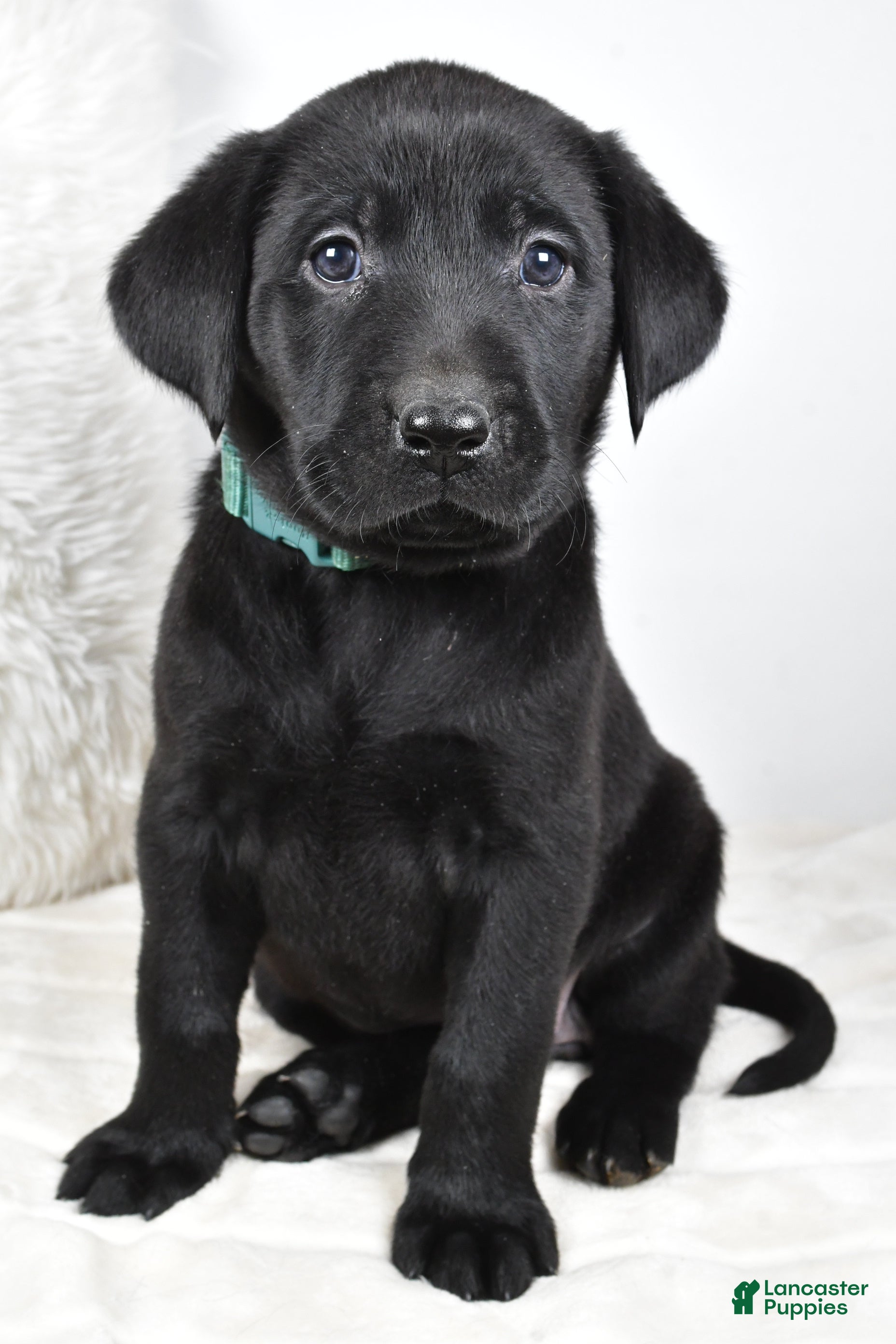 Labrador Retriever dogs Zoey - Ad 22