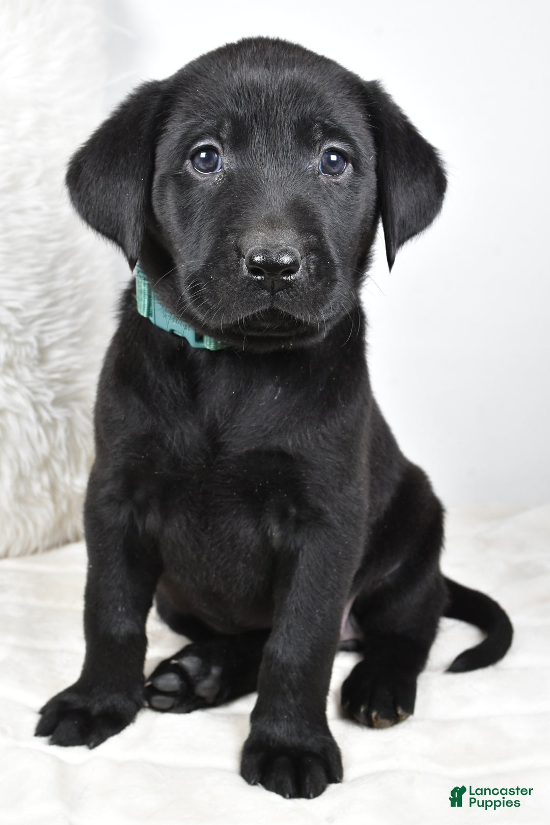 Labrador Retriever dogs for sale: Zoey - Ad 1