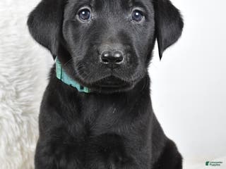 Labrador Retriever dogs Zoey - Ad 22