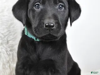 Labrador Retriever dogs Zoey - Ad 5