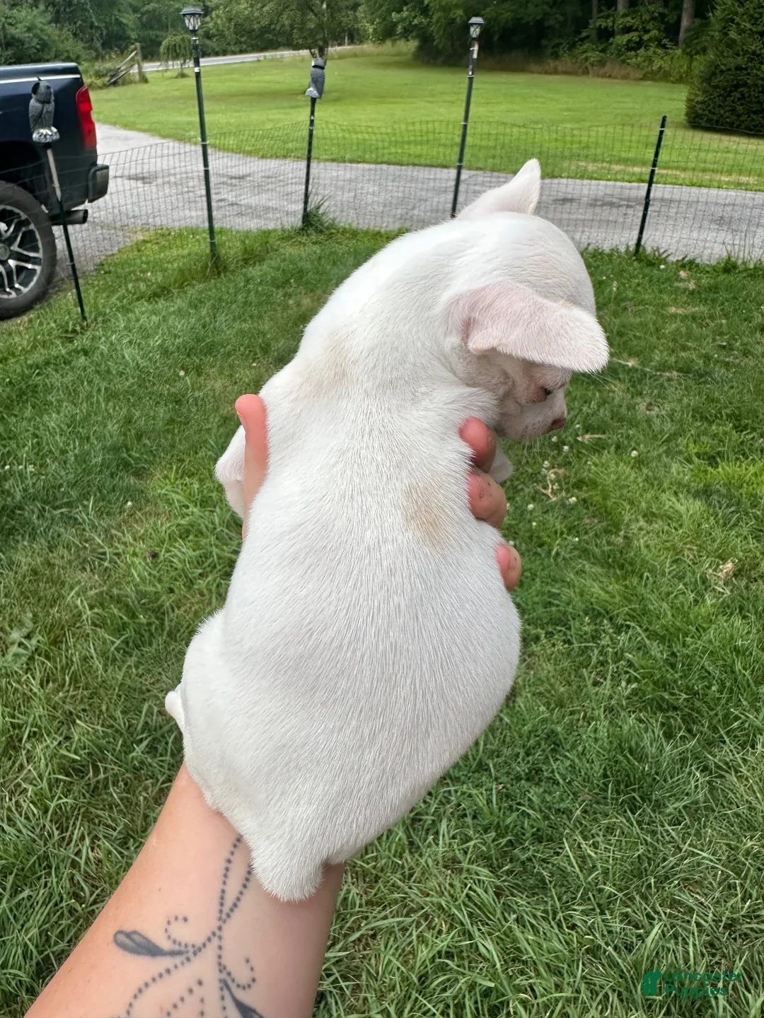 Chihuahua dogs for sale: Cloudy - Ad 2