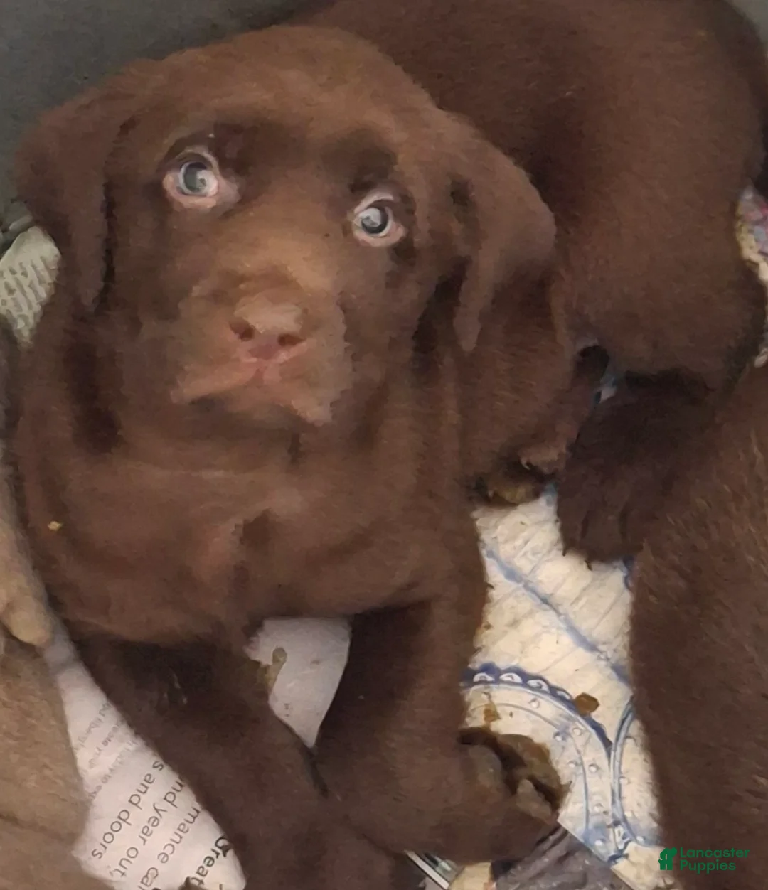 Labrador Retriever dogs for sale: Harley (Male)   - Ad 1