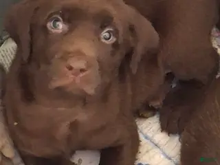 Labrador Retriever dogs Harley (Male) - Ad 8