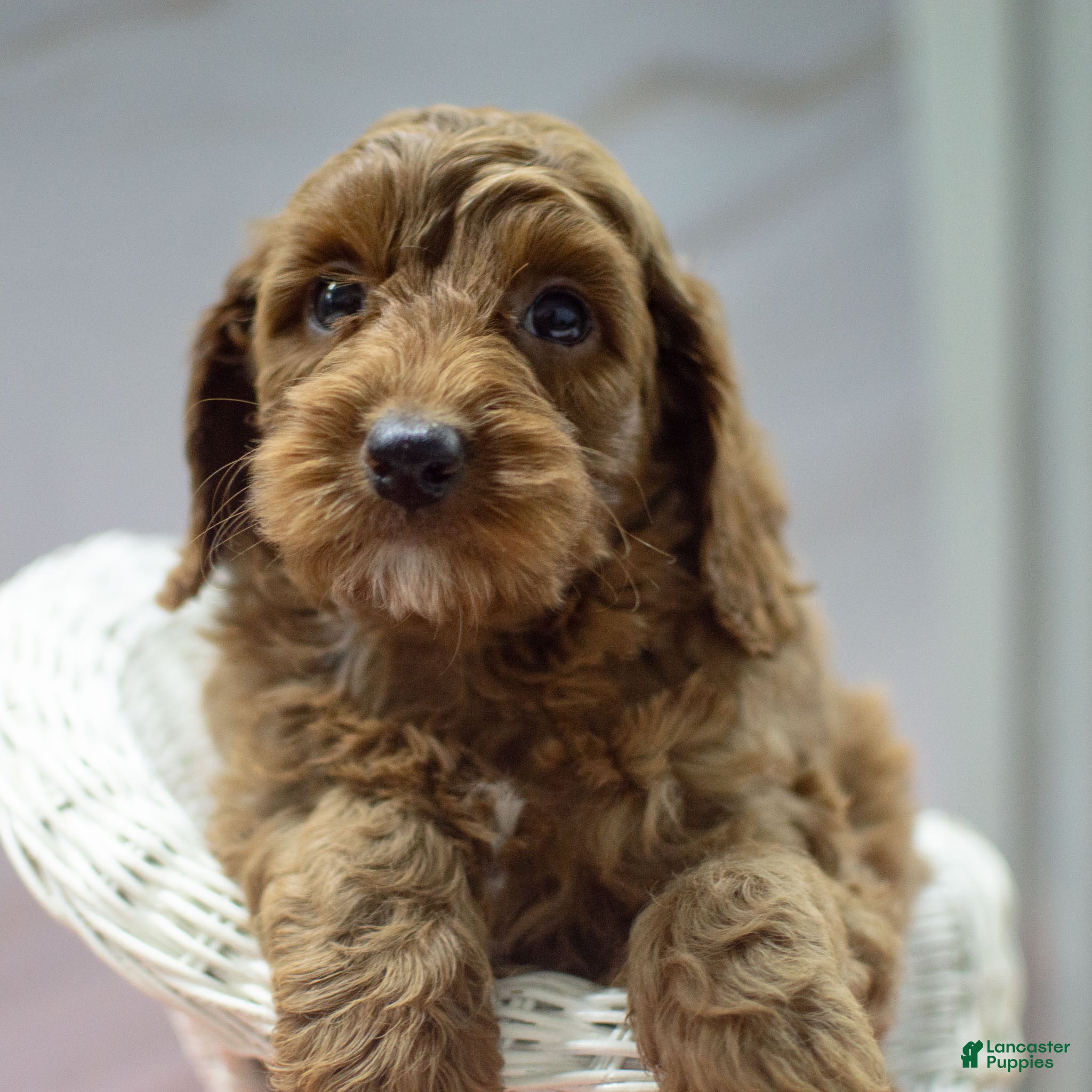 Cockapoo dogs Kade - Ad 32