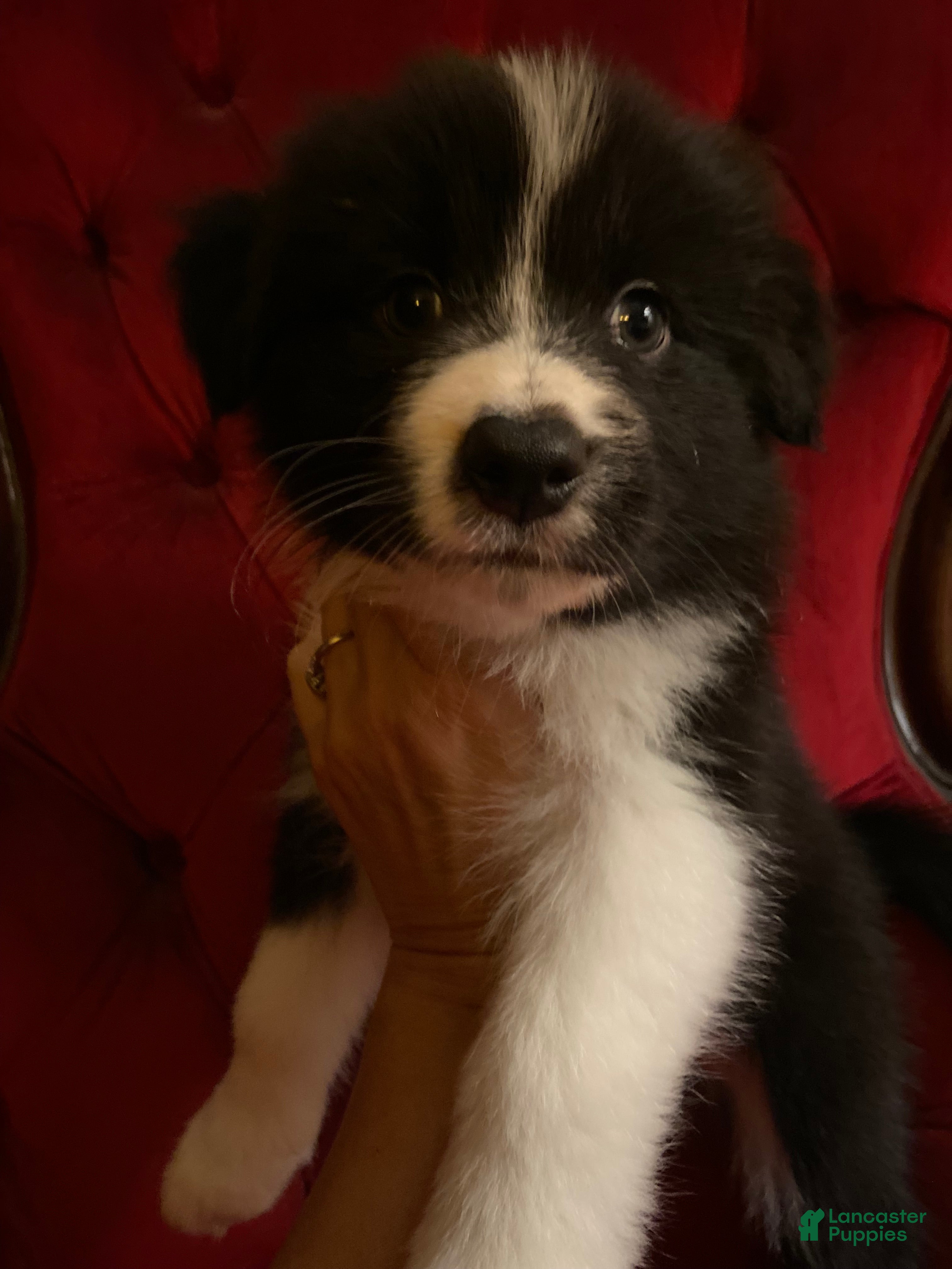 Mixed Breed dogs Mixed Breed Puppy 1 - Ad 1