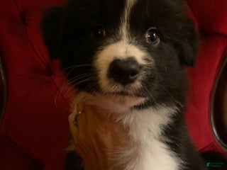 Mixed Breed dogs Mixed Breed Puppy 1 - Ad 1