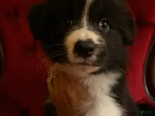 Mixed Breed dogs Mixed Breed Puppy 1 - Ad 1
