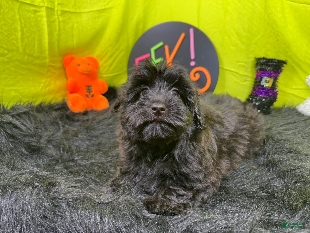 Morkie dogs for sale: Morkie Puppy 1 - Ad 6