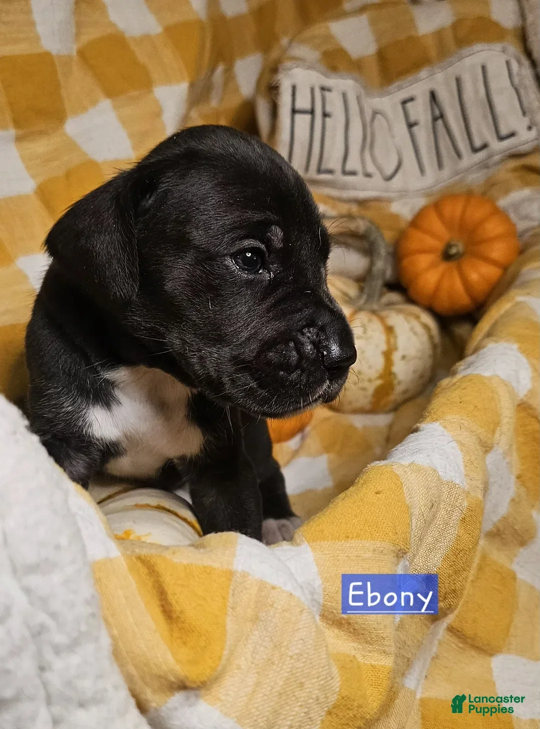 Great Dane dogs Ebony - Ad 1