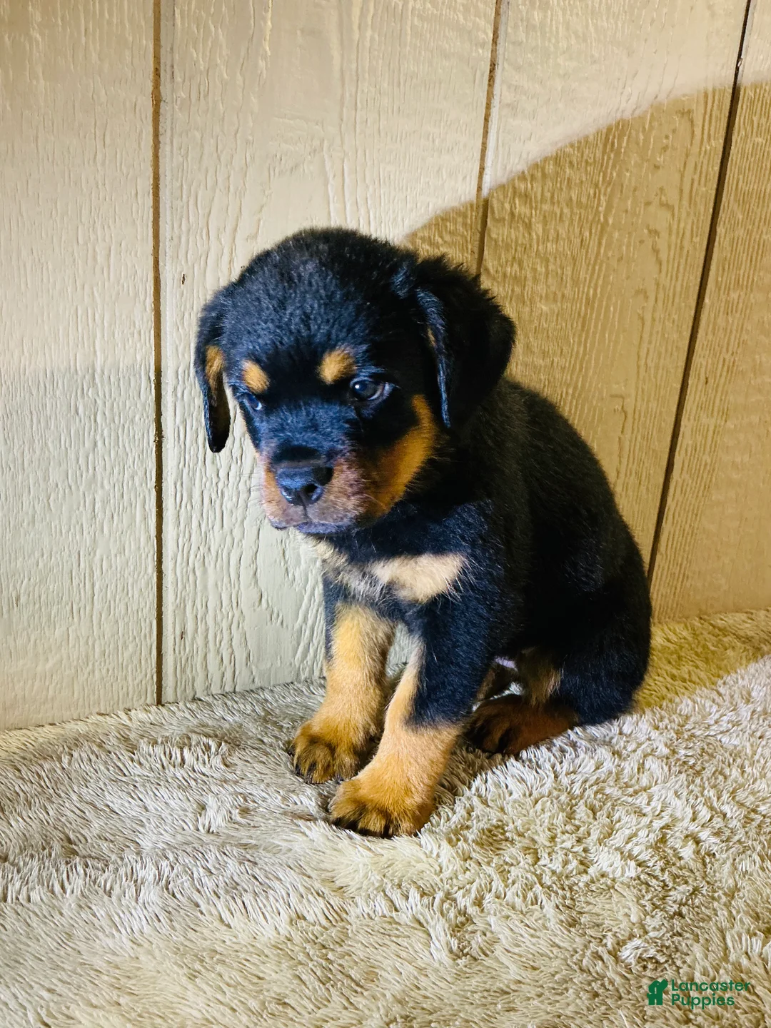 Rottweiler dogs for sale: Rottweiler 4 - Ad 16
