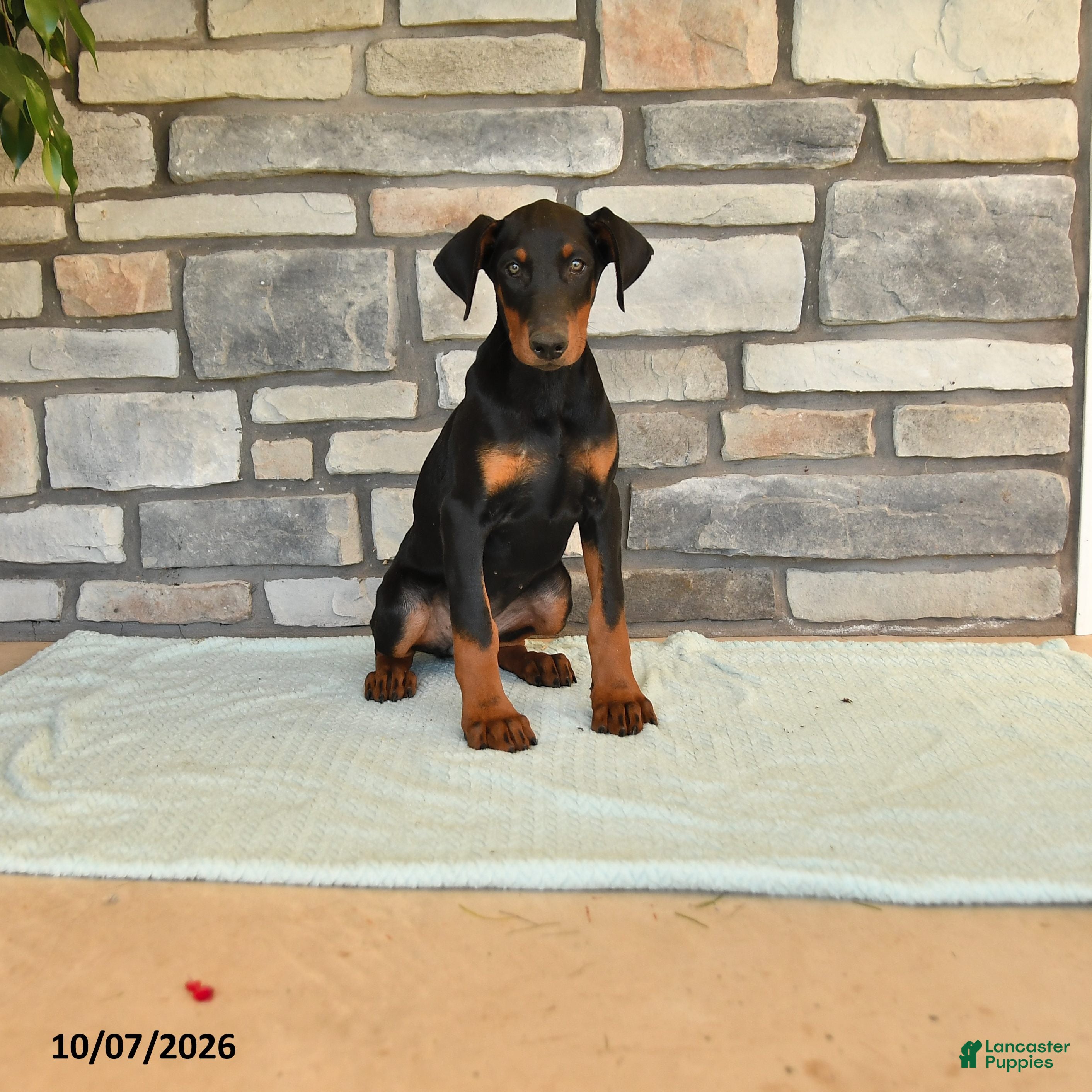 Doberman Pinscher dogs Asia - Ad 1