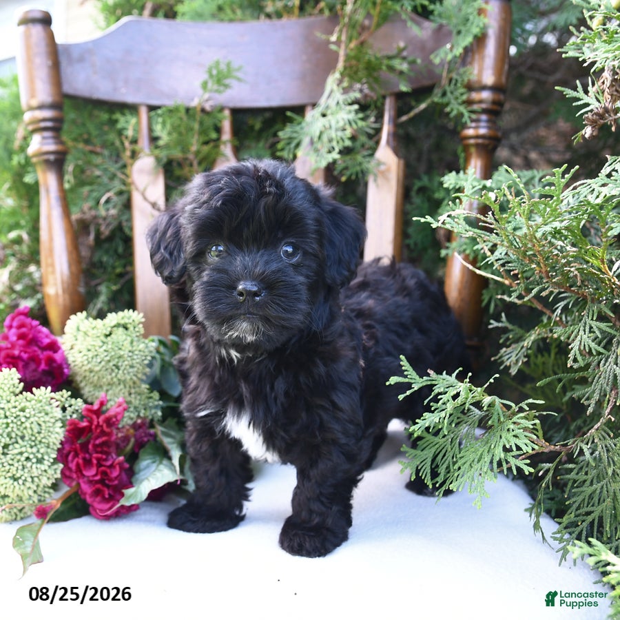 Havapoo dogs Ziggy - Ad 2