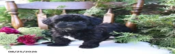 Havapoo dogs for sale: Ziggy - Ad 2