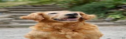 Golden Retriever dogs for sale: Dark Red Golden Retriever Puppy 2 - Ad 2