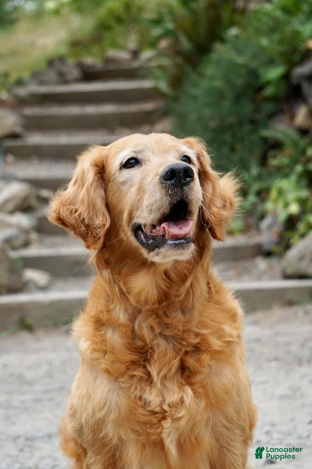 Golden Retriever dogs for sale: Dark Red Golden Retriever Puppy 2 - Ad 2