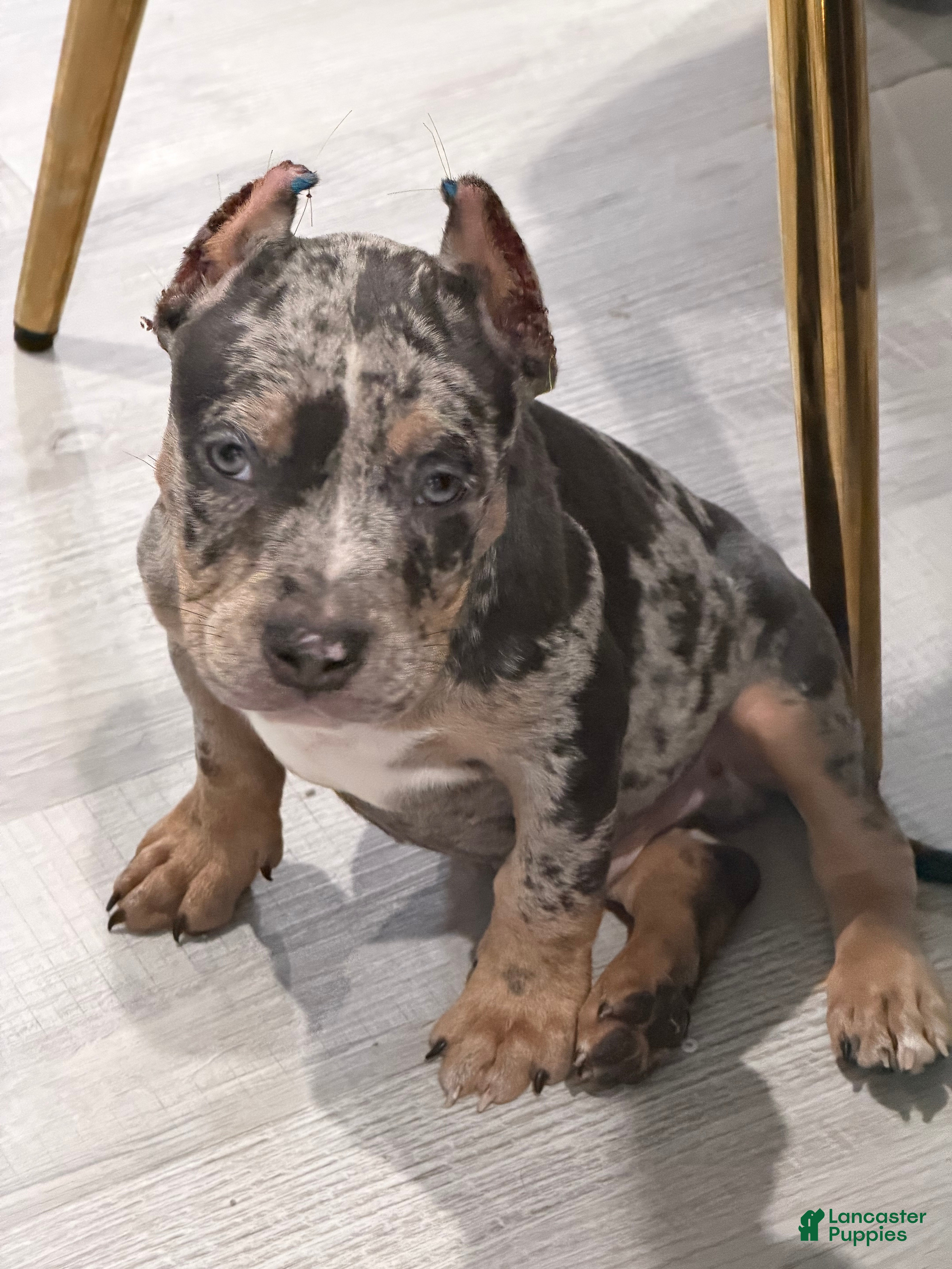 American Bully dogs for sale: American Bully 1 - Ad 2