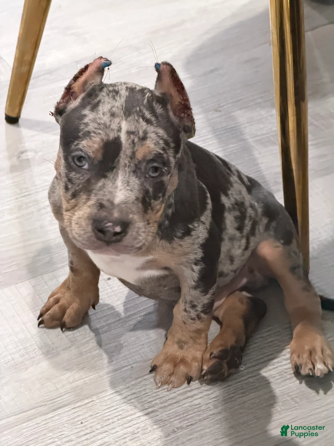 American Bully dogs for sale: American Bully 1 - Ad 1