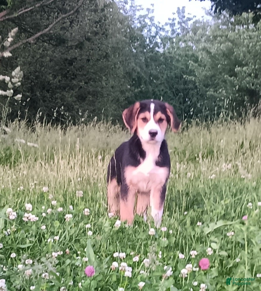 Mixed Breed dogs Daisy - Ad 2
